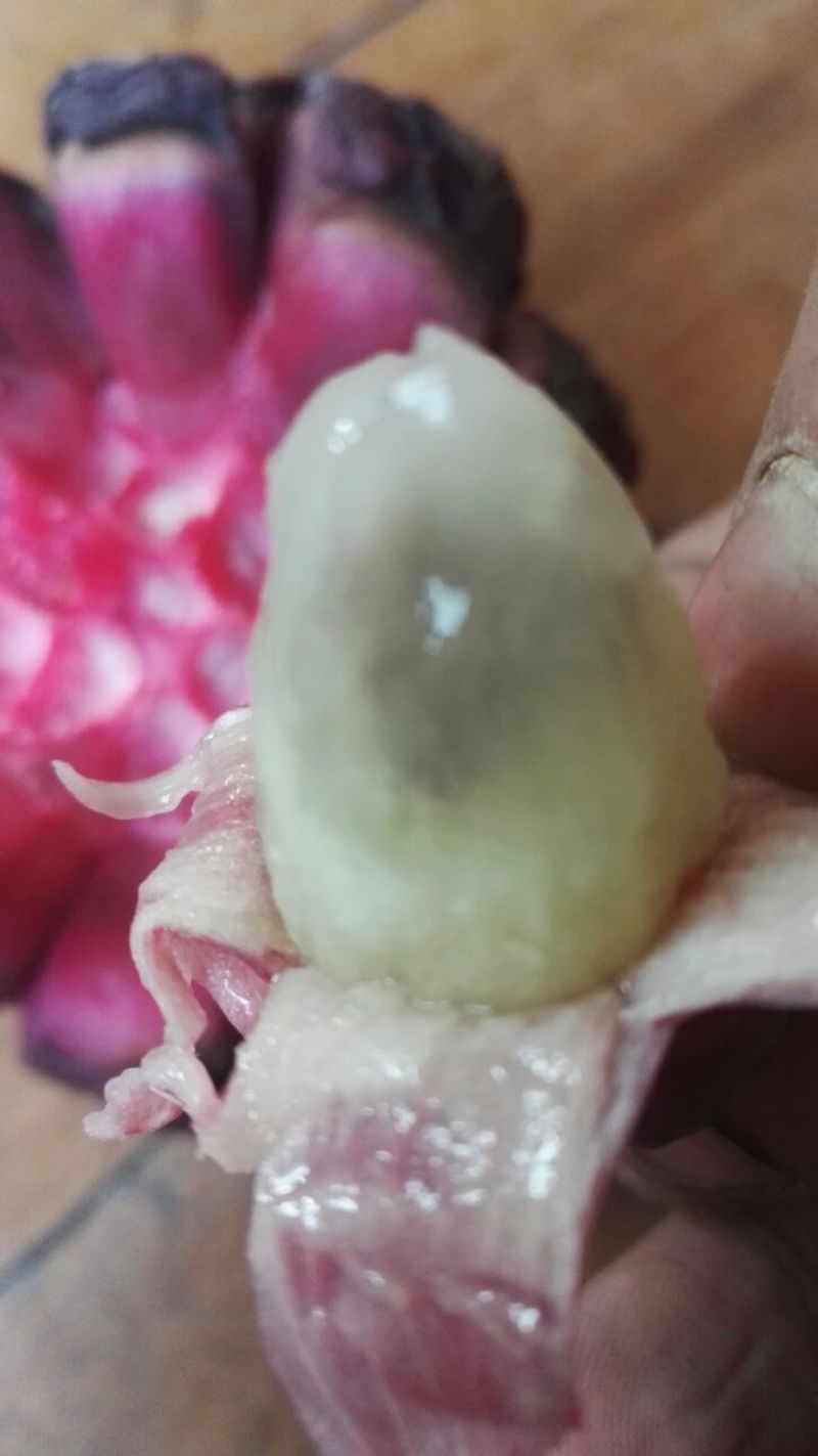 布福娜树苗50~80cm