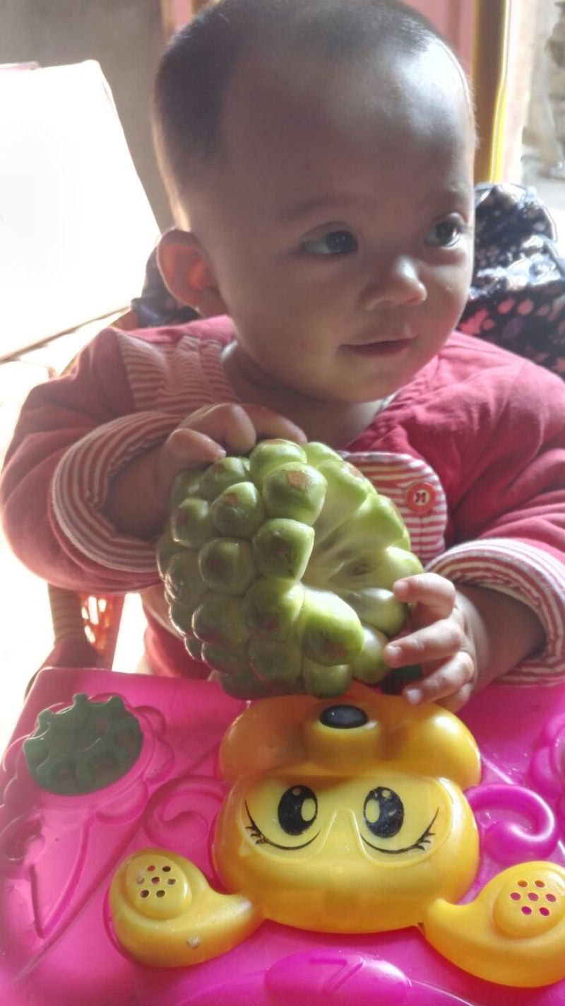 布福娜树苗50~80cm