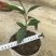 育苗袋无纺布轻基质容器杯营养袋种植袋营养杯