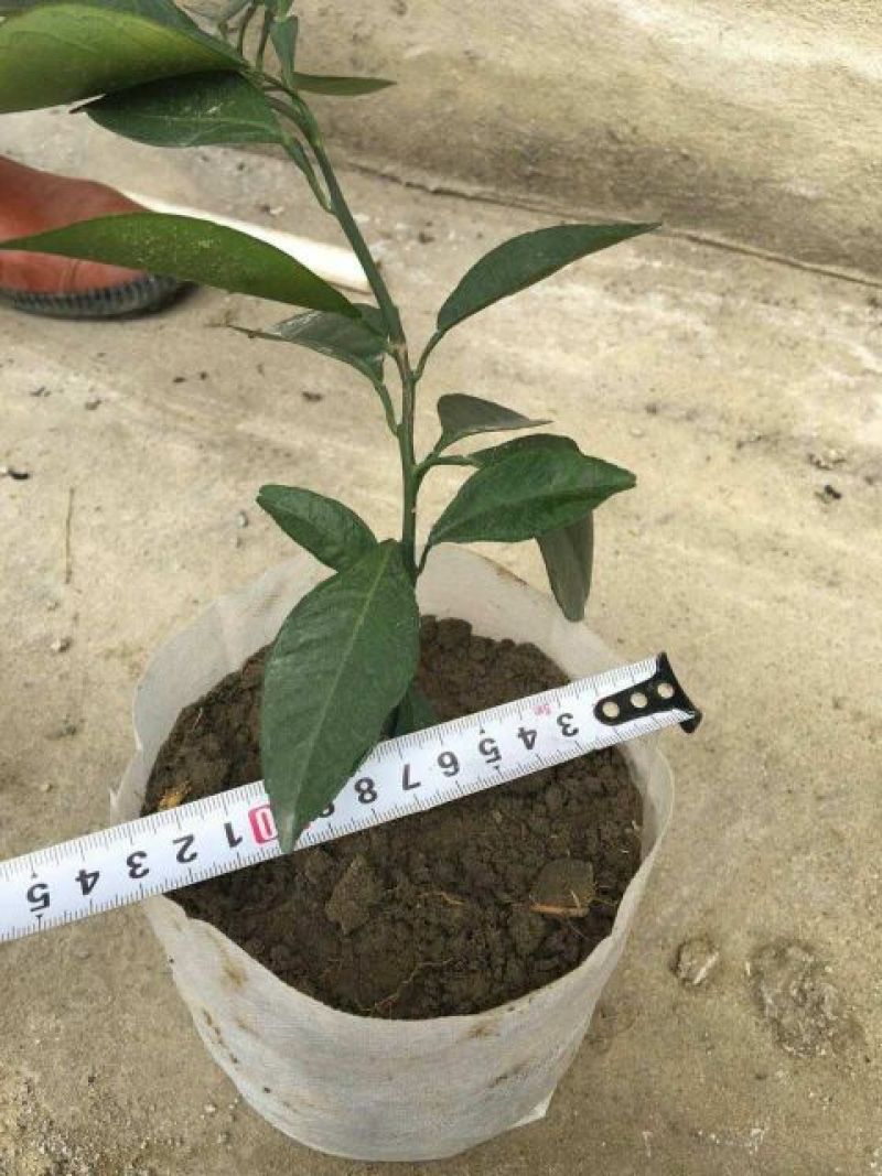 育苗袋无纺布轻基质容器杯营养袋种植袋营养杯