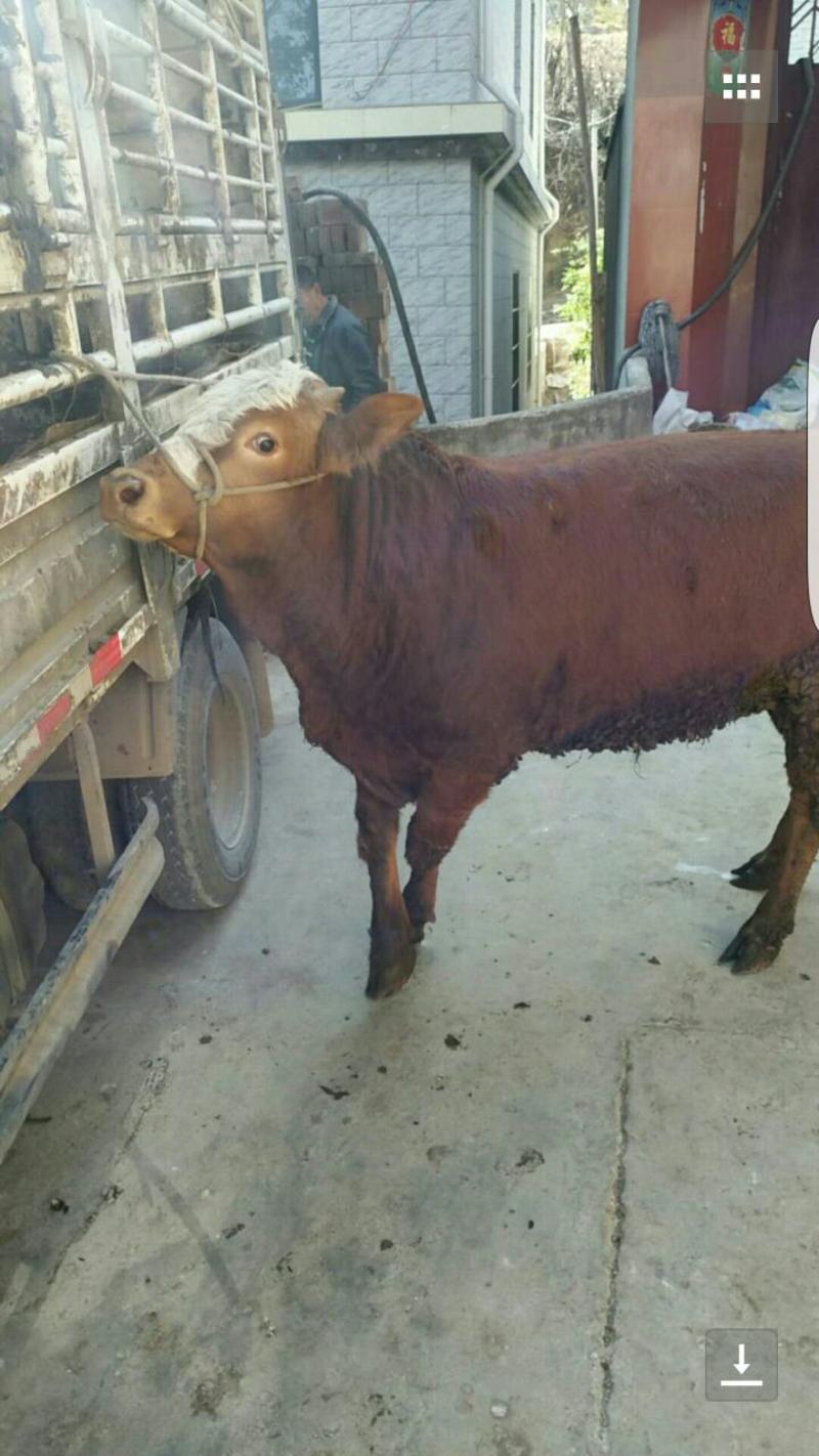 牛犊土黄牛小土牛西门达尔牛马出售