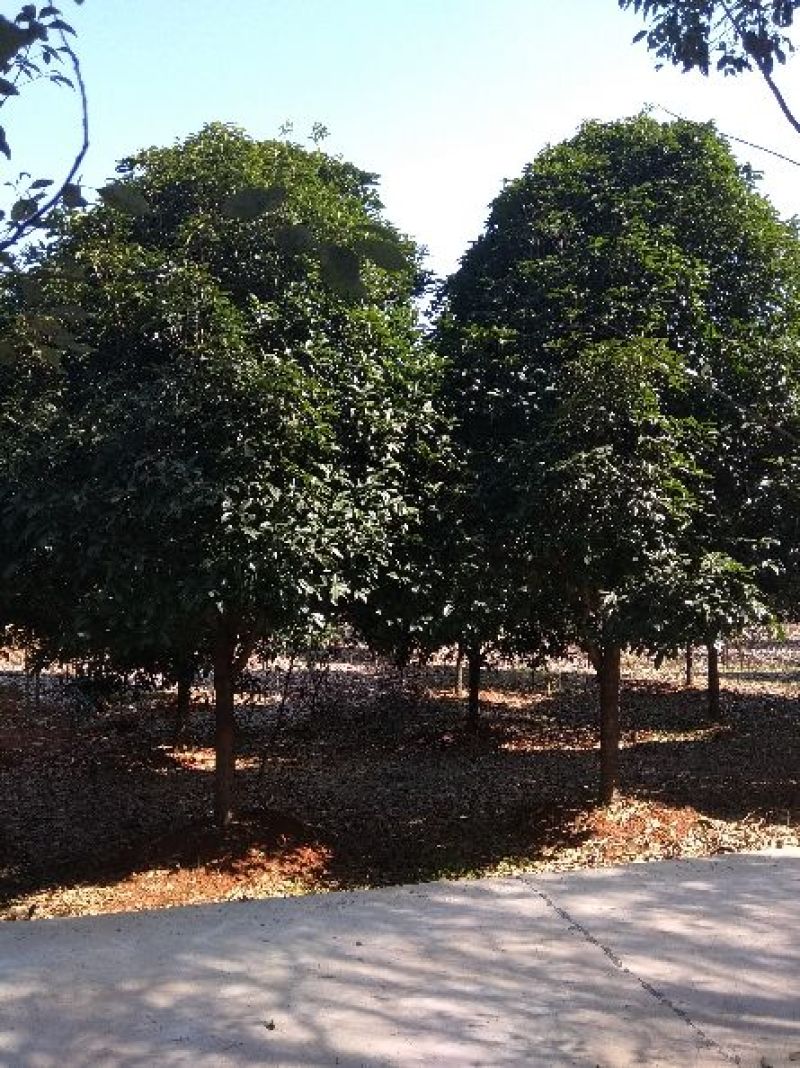 黄金桂花树大规格桂花树独杆丛生，金桂，丹桂2到30公分