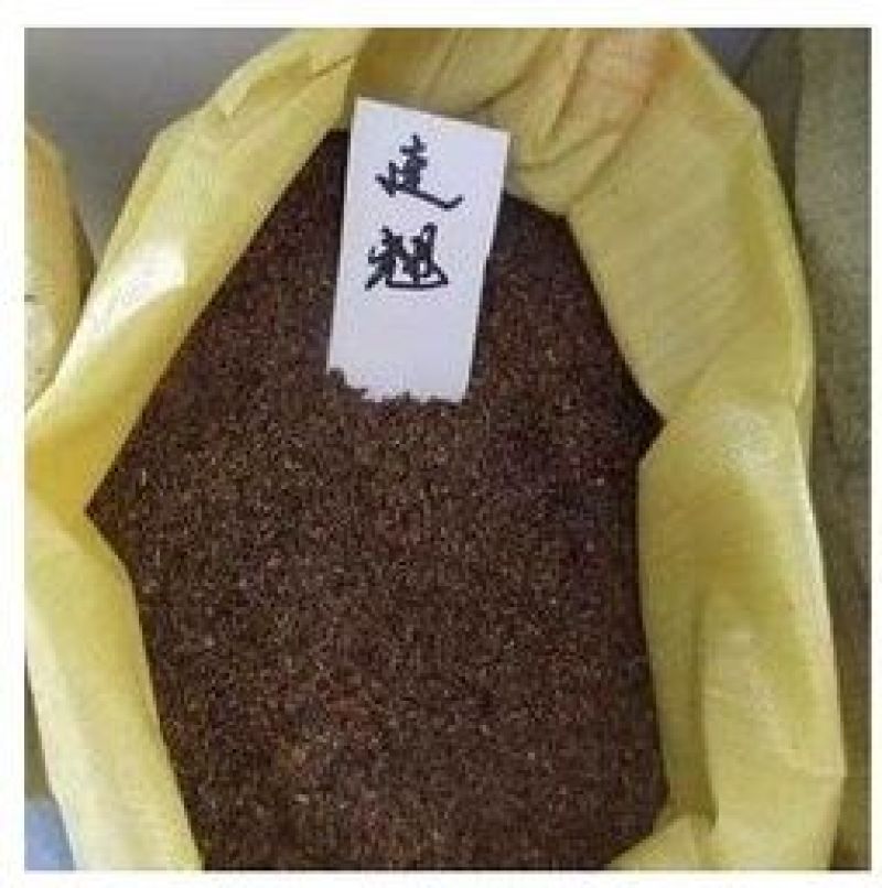 连翘苗