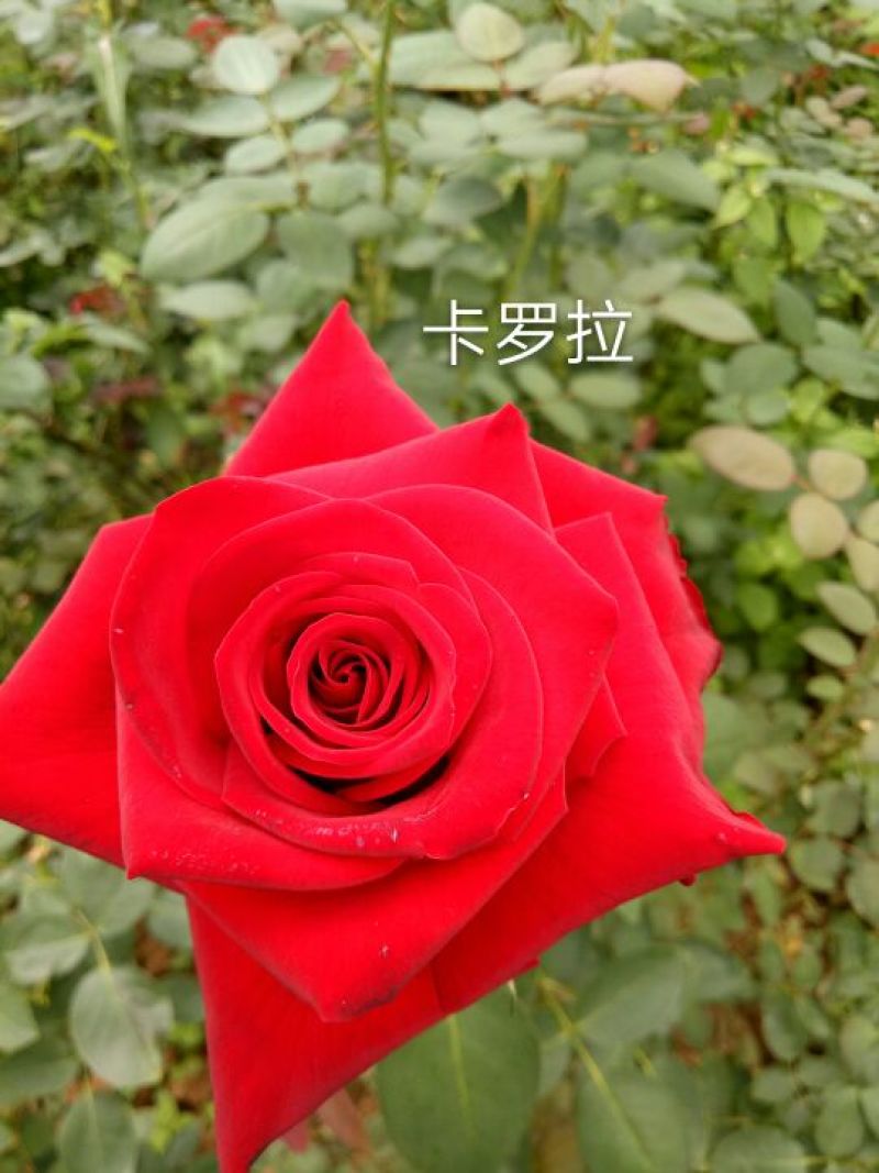 大花月季苗玫瑰老桩盆栽四季开花玫瑰大苗