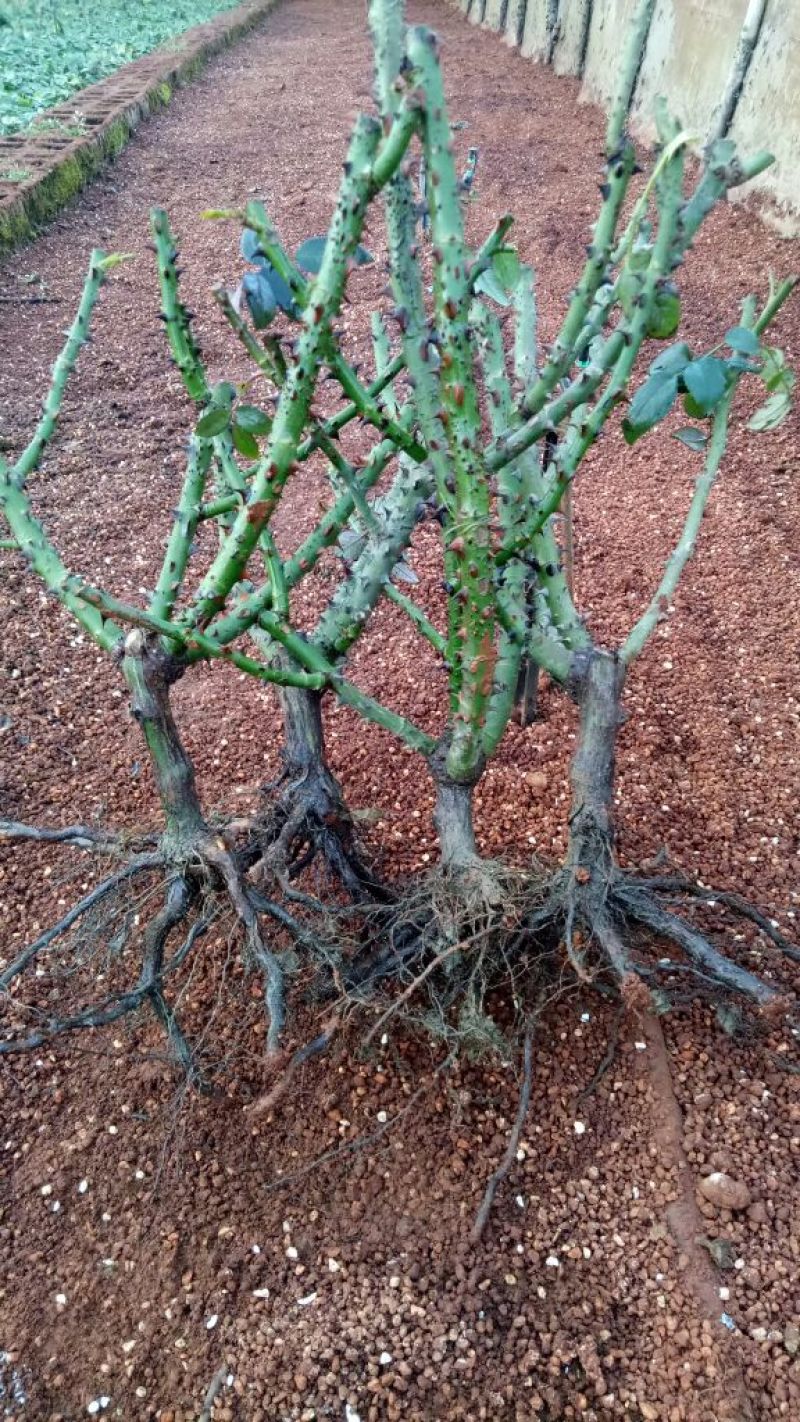 大花月季苗玫瑰老桩盆栽四季开花玫瑰大苗