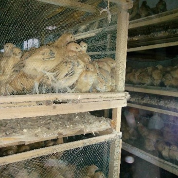 脱温鸡500克以下脱温苗通货
