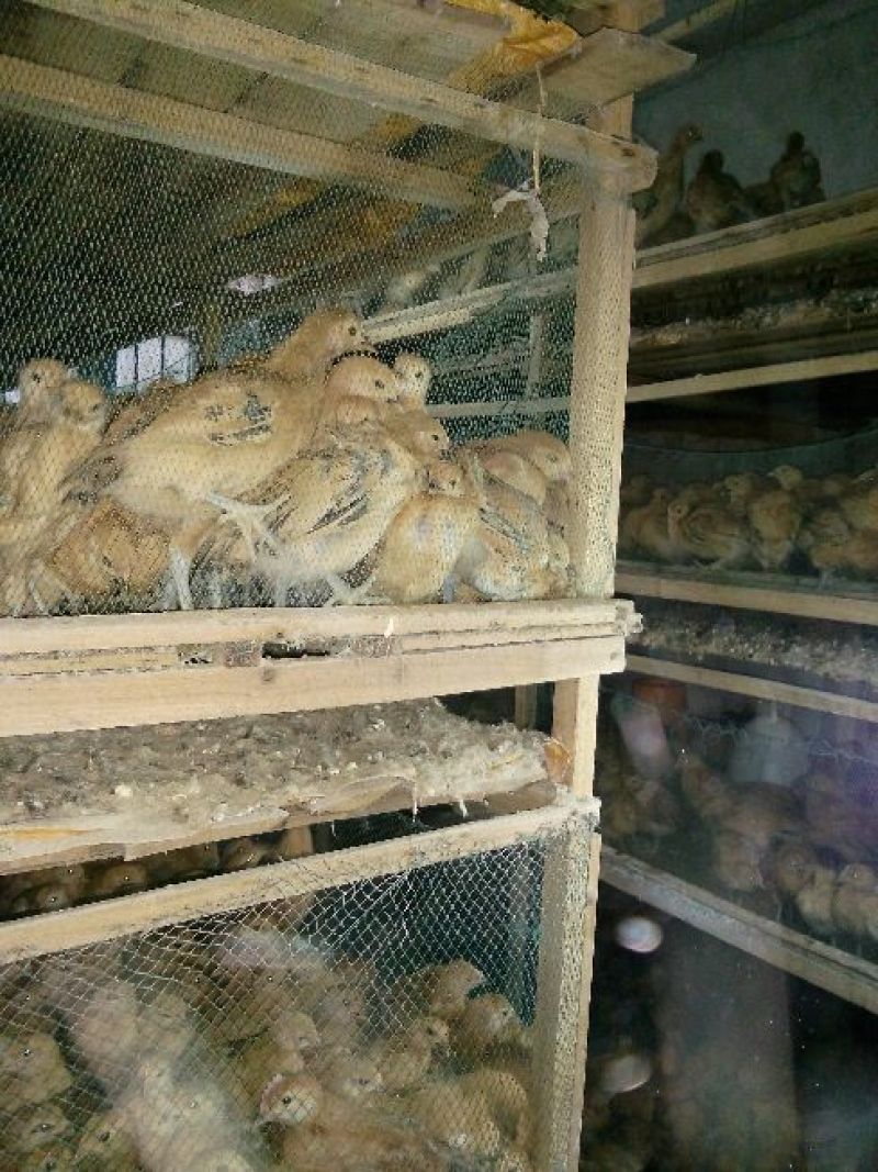 脱温鸡500克以下脱温苗通货