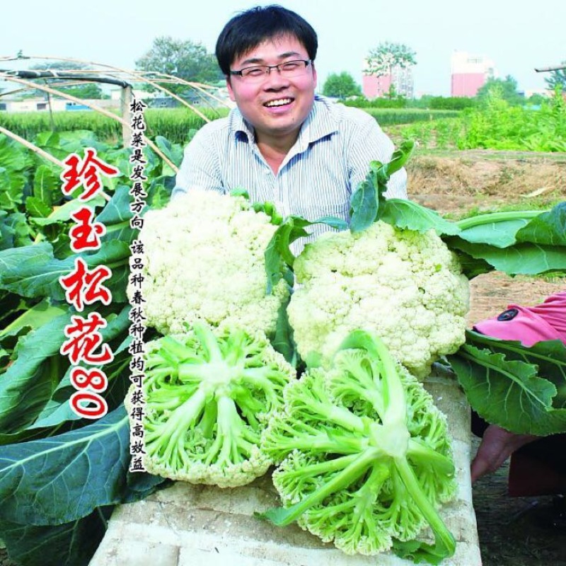 青梗菜花种苗