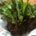 基地直销非洲菊切花种苗扶郎苗易种植成活高