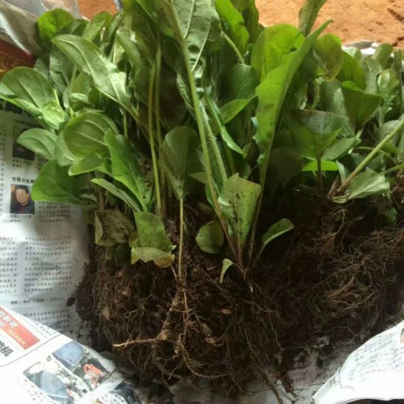 基地直销非洲菊切花种苗扶郎苗易种植成活高