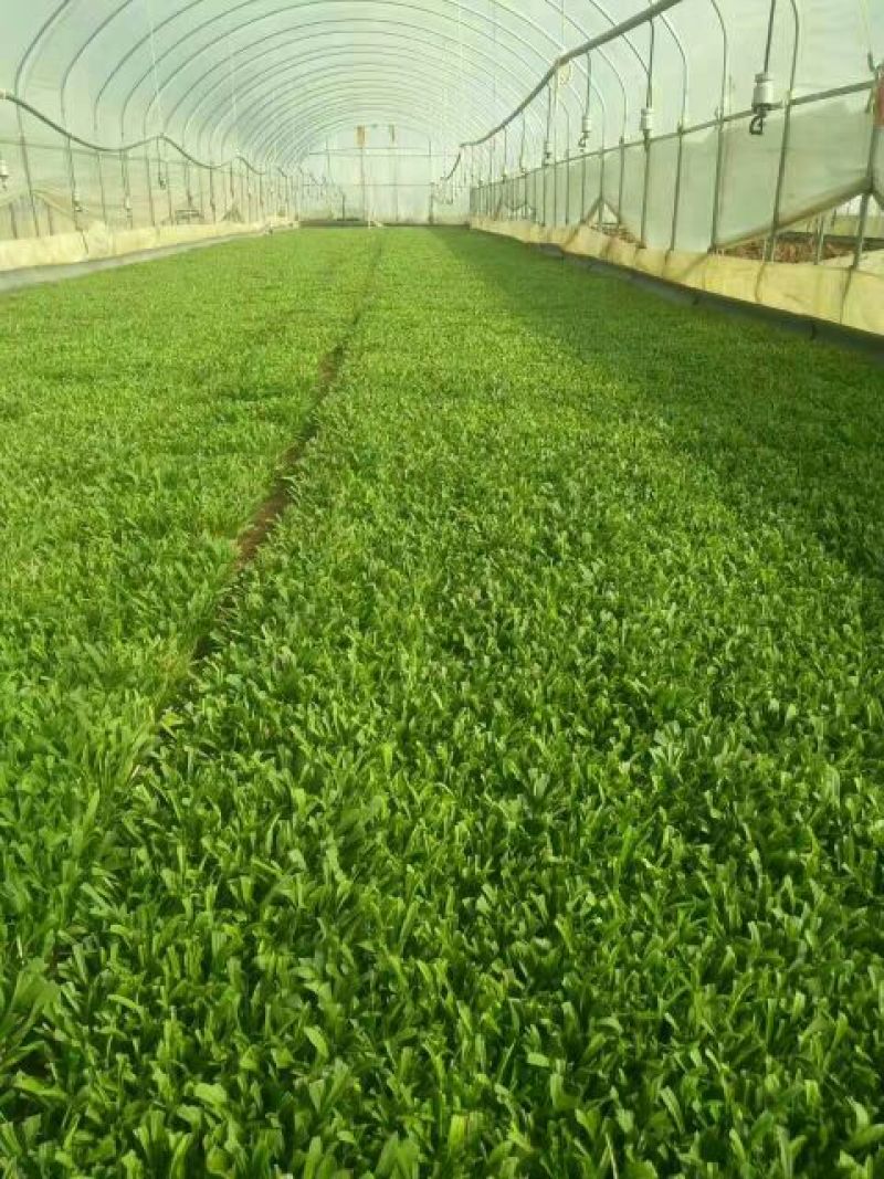 基地直销非洲菊切花种苗扶郎苗易种植成活高