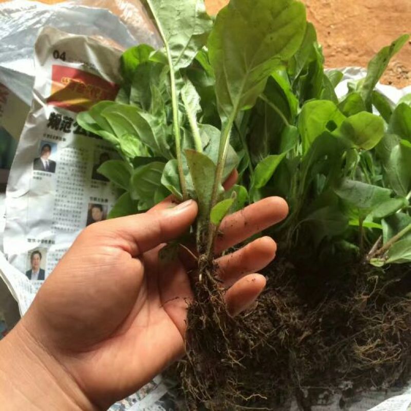 基地直销非洲菊切花种苗扶郎苗易种植成活高