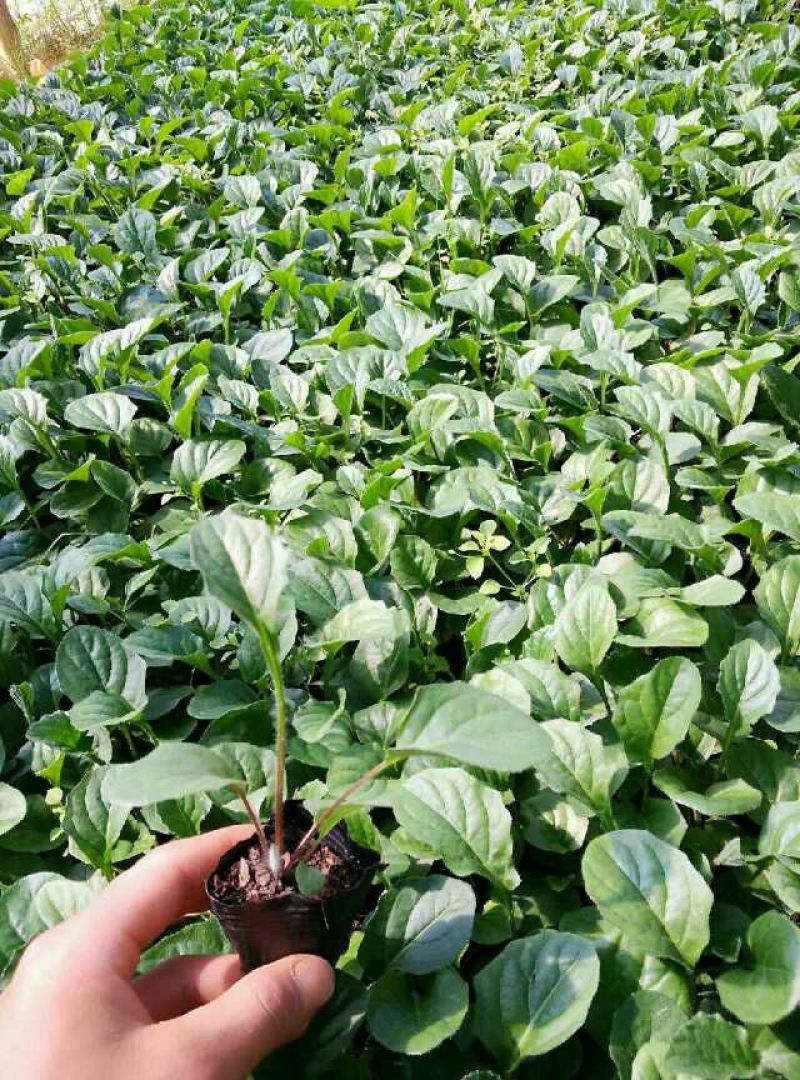 基地直销非洲菊切花种苗扶郎苗易种植成活高