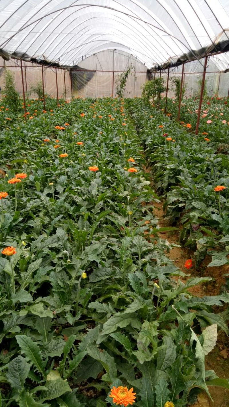 基地直销非洲菊切花种苗扶郎苗易种植成活高