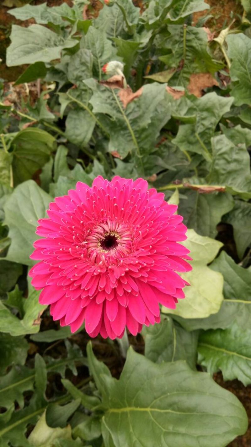 基地直销非洲菊切花种苗扶郎苗易种植成活高