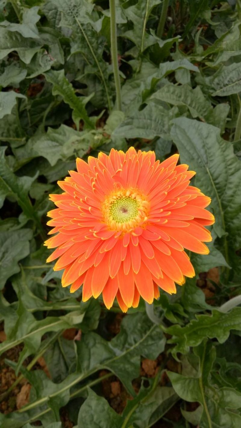 基地直销非洲菊切花种苗扶郎苗易种植成活高