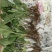 基地直销非洲菊切花种苗扶郎苗易种植成活高