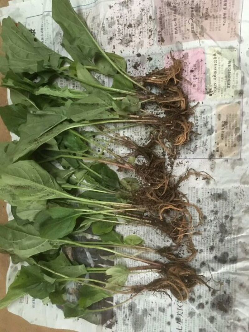 基地直销非洲菊切花种苗扶郎苗易种植成活高
