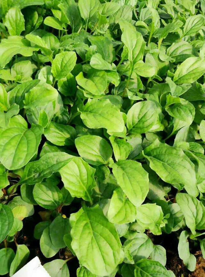 基地直销非洲菊切花种苗扶郎苗易种植成活高