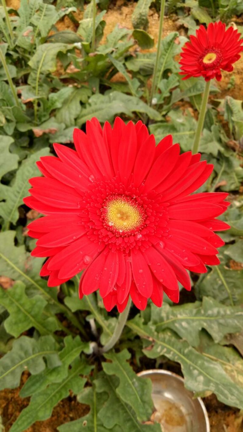 基地直销非洲菊切花种苗扶郎苗易种植成活高