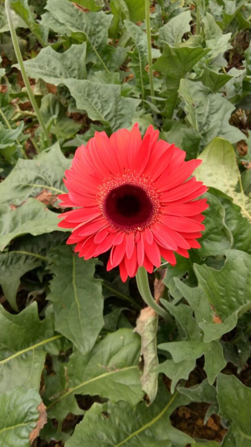基地直销非洲菊切花种苗扶郎苗易种植成活高