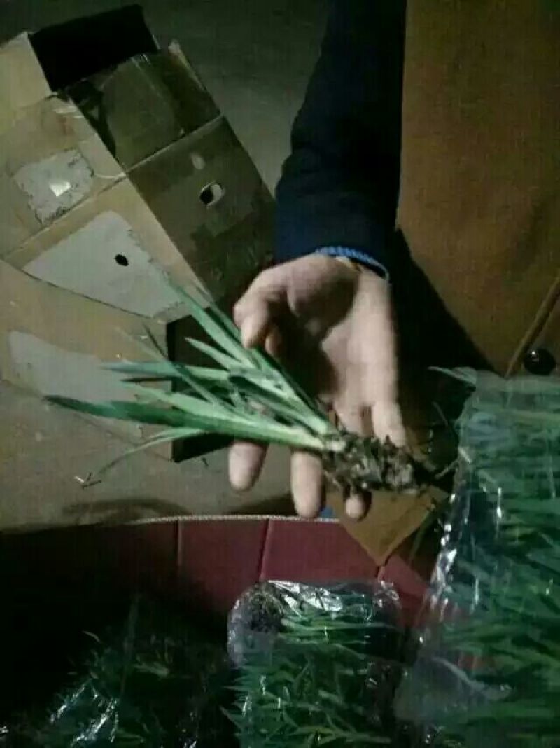 康乃馨切花种苗石竹苗技术指导易种植成活高