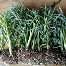 康乃馨切花种苗石竹苗技术指导易种植成活高