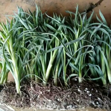 康乃馨切花种苗石竹苗技术指导易种植成活高