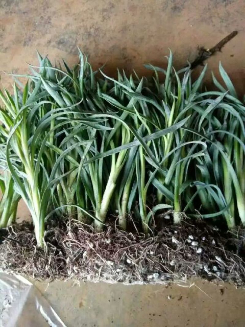 康乃馨切花种苗石竹苗技术指导易种植成活高
