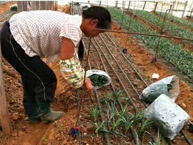 康乃馨切花种苗石竹苗技术指导易种植成活高