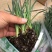 康乃馨切花种苗石竹苗技术指导易种植成活高