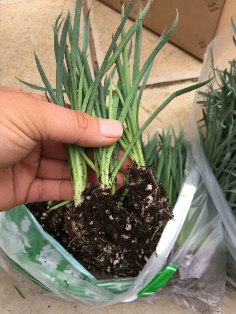 康乃馨切花种苗石竹苗技术指导易种植成活高