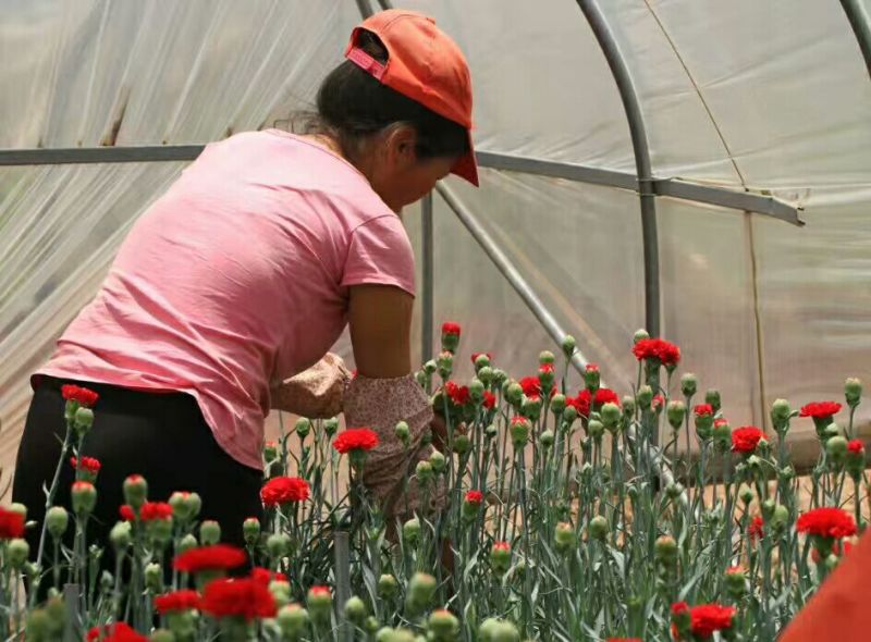 康乃馨切花种苗石竹苗技术指导易种植成活高