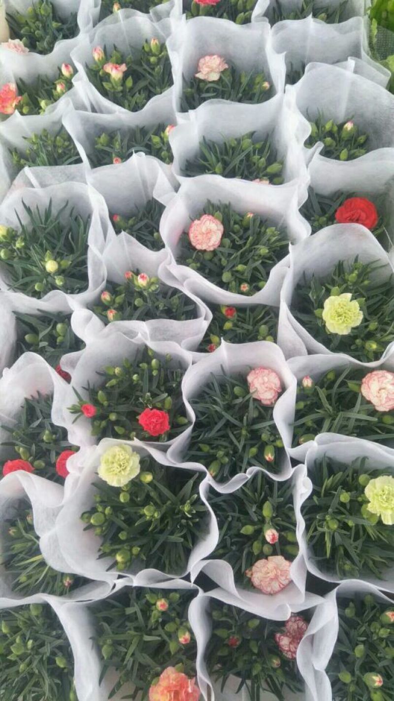 康乃馨切花种苗石竹苗技术指导易种植成活高