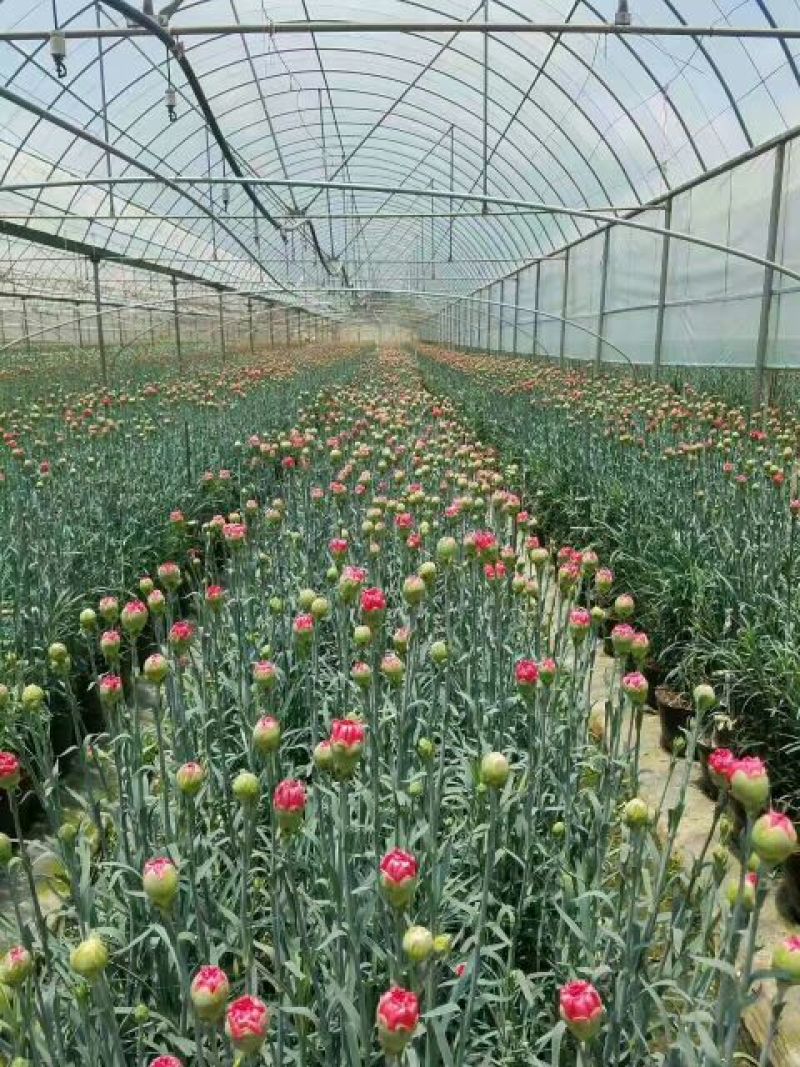 康乃馨切花种苗石竹苗技术指导易种植成活高