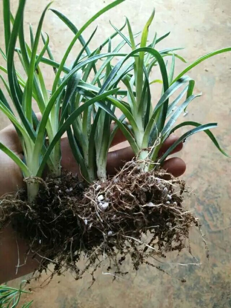 康乃馨切花种苗石竹苗技术指导易种植成活高
