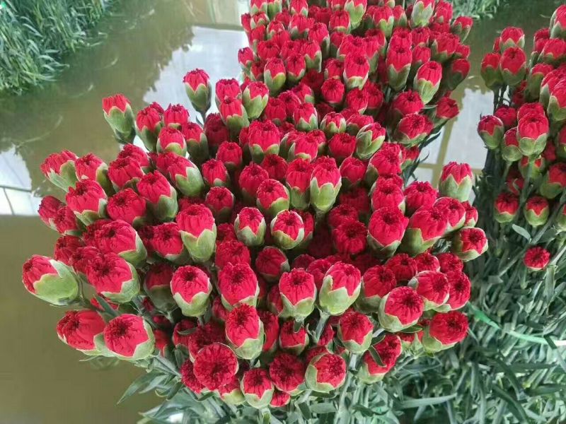 康乃馨切花种苗石竹苗技术指导易种植成活高