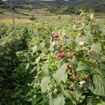 南方北方抗双季红树莓苗四季红树莓哈瑞当年结果树苗种植
