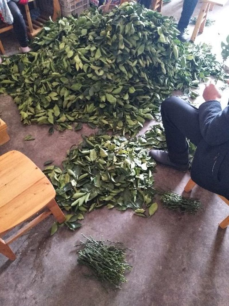 脐橙枝条伦晚，九月红，中华红，纽荷尔枝条