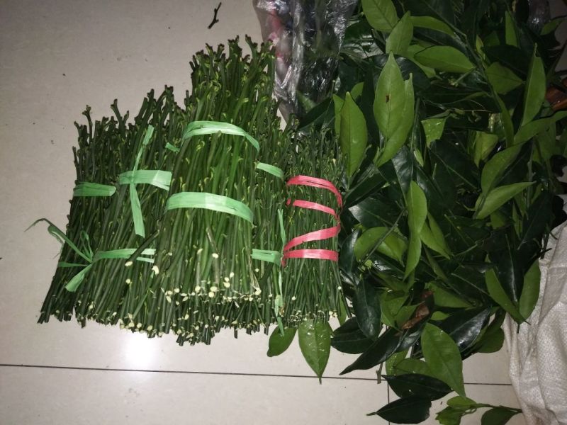 脐橙枝条伦晚，九月红，中华红，纽荷尔枝条