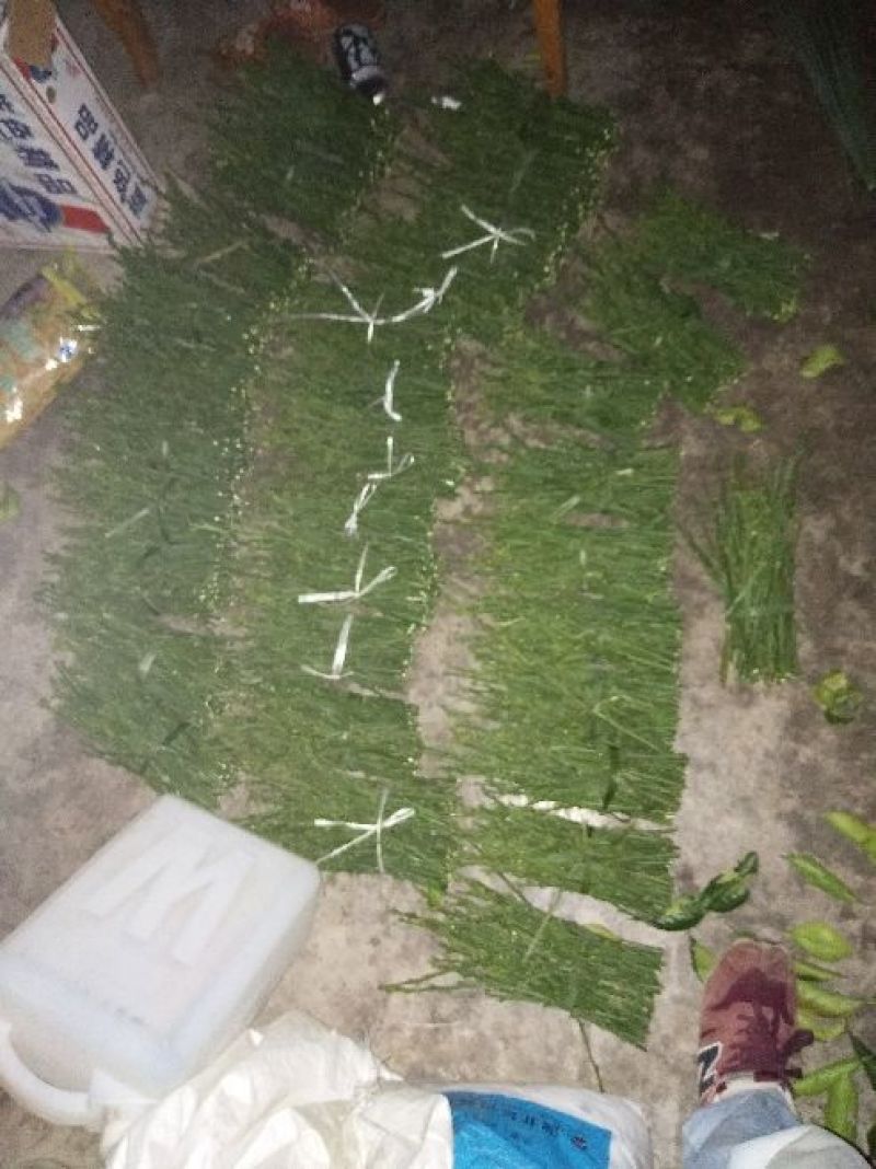 脐橙枝条伦晚，九月红，中华红，纽荷尔枝条
