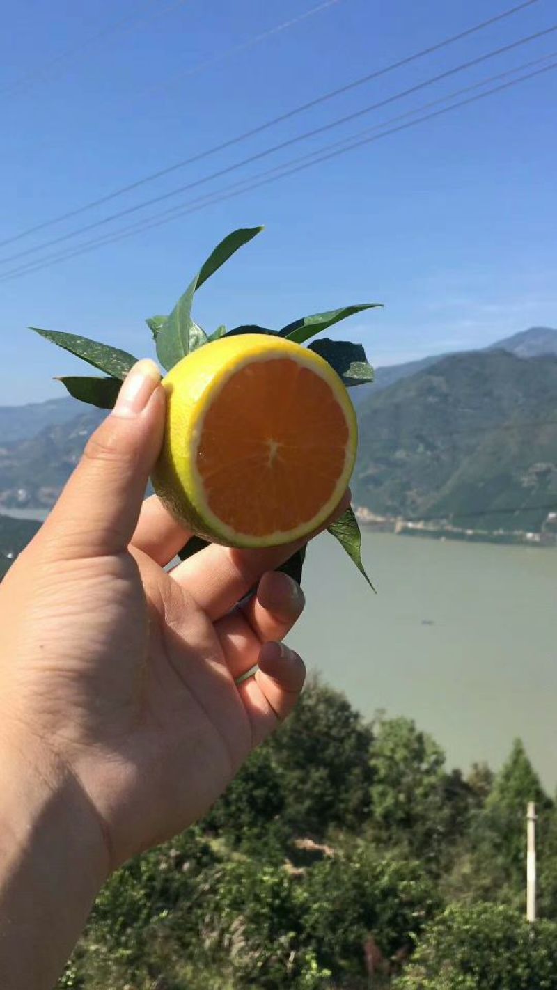 脐橙枝条伦晚，九月红，中华红，纽荷尔枝条