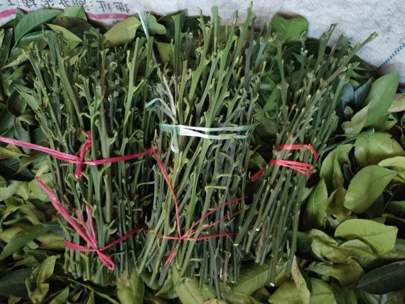 脐橙枝条伦晚，九月红，中华红，纽荷尔枝条