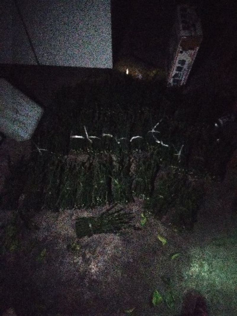 脐橙枝条伦晚，九月红，中华红，纽荷尔枝条