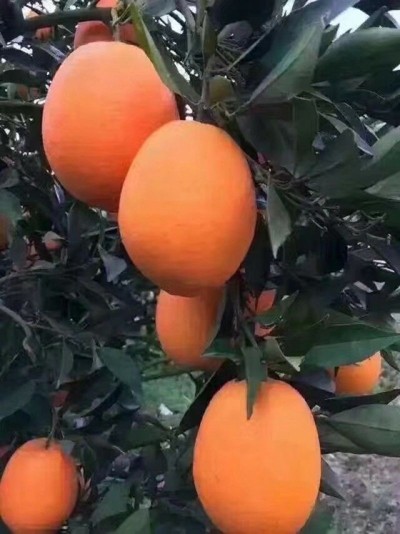脐橙枝条伦晚，九月红，中华红，纽荷尔枝条