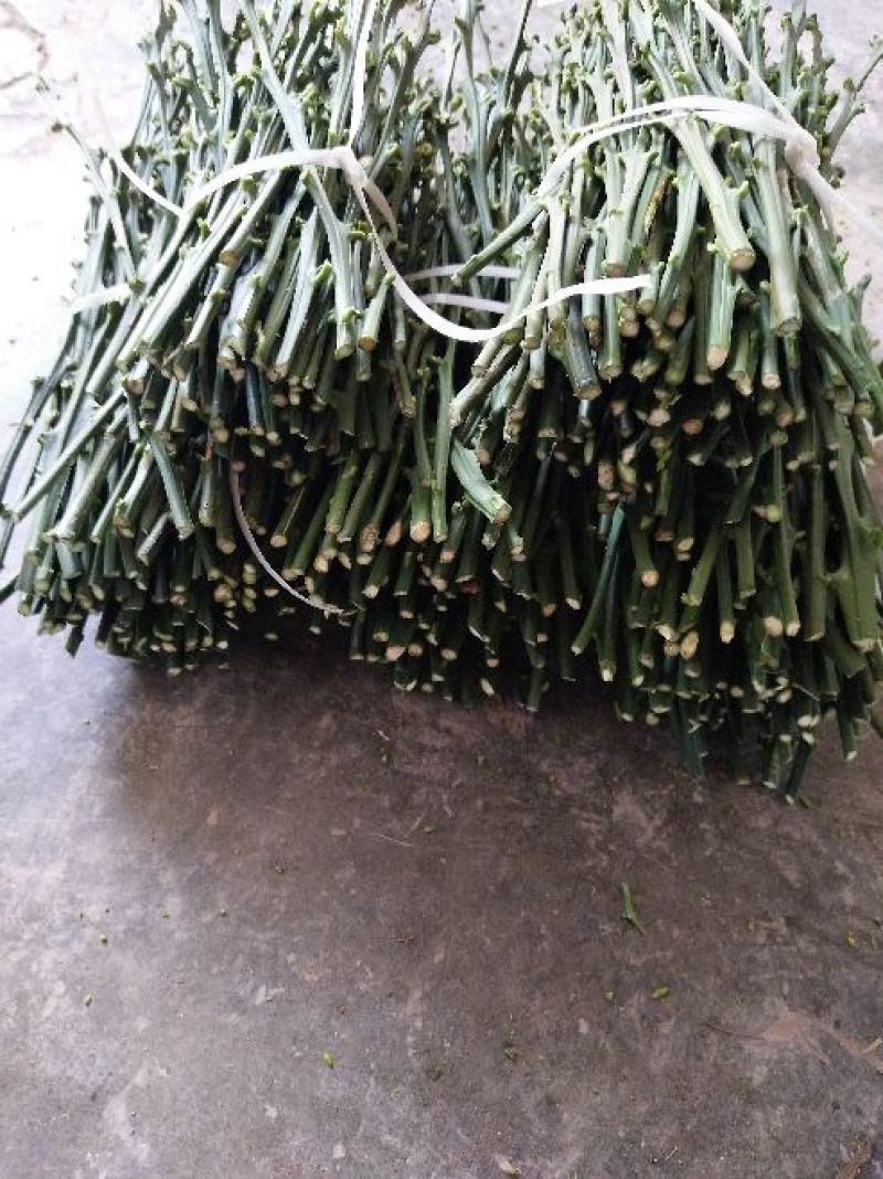脐橙枝条伦晚，九月红，中华红，纽荷尔枝条