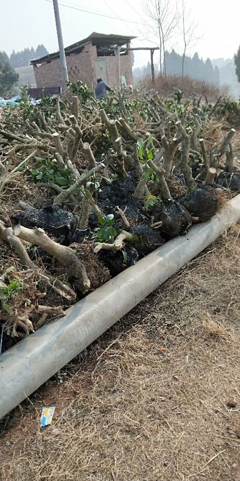 红橘苗50~80cm