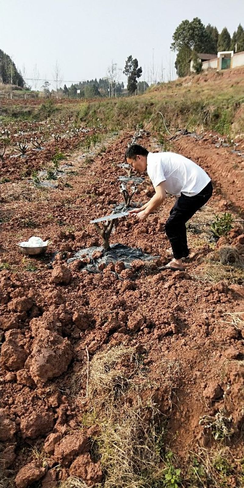 红橘苗50~80cm