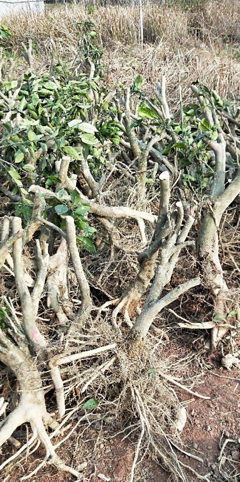 红橘苗50~80cm