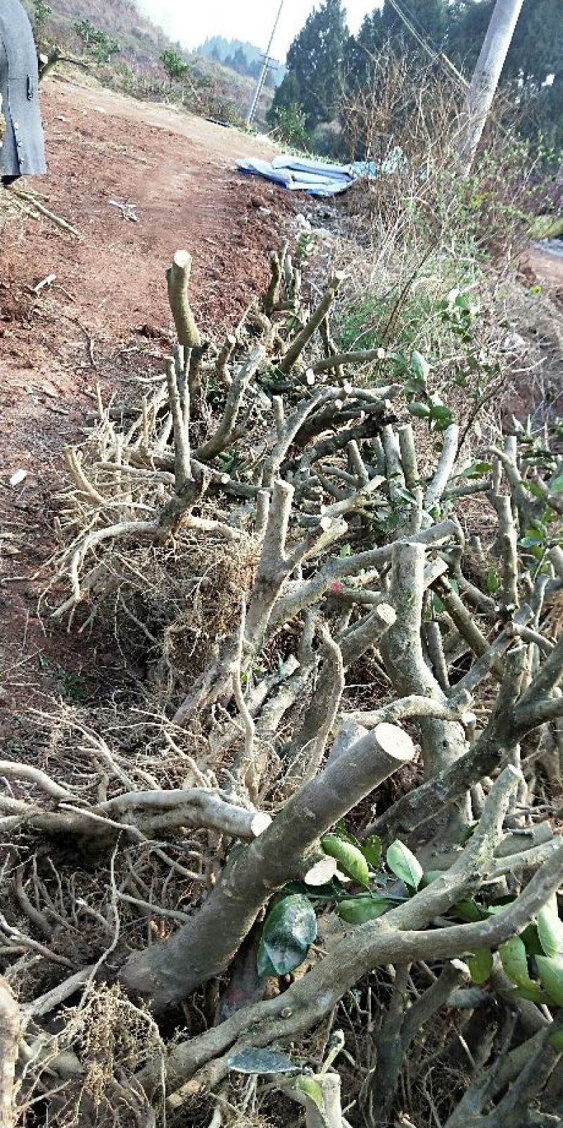 红橘苗50~80cm